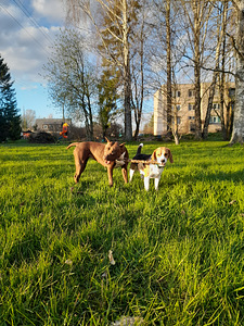 Beagle "Sam" heades kätes (4 foto / 4)