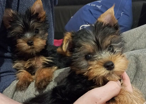 Yorkie kutsikad (2 foto / 3)