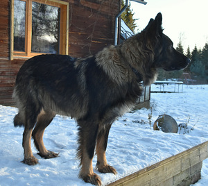 Suure õuekoera kutsikad (6 foto / 6)