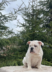 Inglise buldogi kutsikad (2 foto / 10)