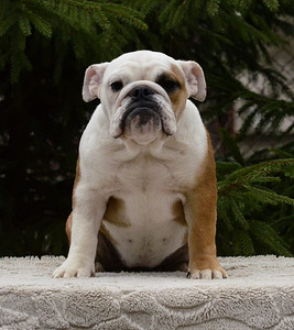 Inglise buldogi kutsikad (7 foto / 10)