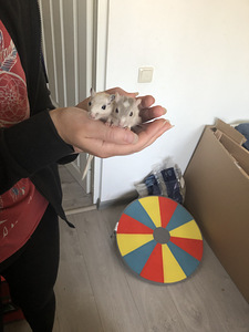 Монгольские Песчанные Мышата (3 foto / 4)