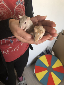 Монгольские Песчанные Мышата (4 foto / 4)