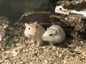 Mongoolia liivahiired