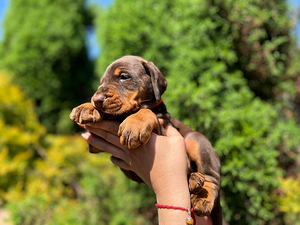Dobermani kutsikad (7 foto / 10)