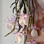 Orhidee Dendrobium Aphyllum (Pierardii) (foto #4)
