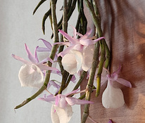 Орхидея Дендробиум Афиллум (Pierardii)