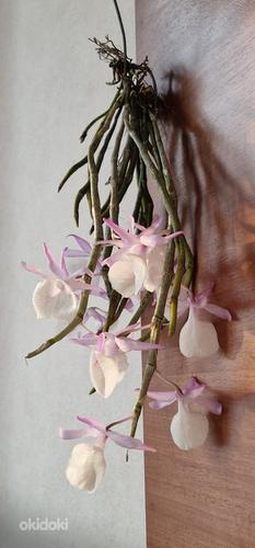 Orhidee Dendrobium Aphyllum (Pierardii) (foto #4)