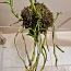 Орхидея Дендробиум Афиллум (Pierardii) (фото #2)