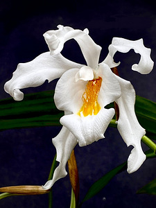 Орхидея Coelogyne Cristata