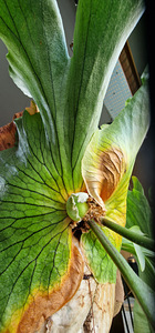 Platycerium Coronarium