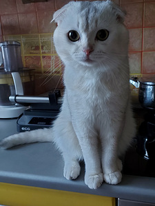 Котята шотландской породы (6 фото из 10)