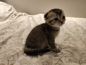 Котята шотландской породы (7 фото из 10)