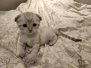 Котята шотландской породы (8 фото из 10)