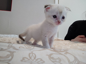 Scottish fold, scottish straight (2 foto / 8)