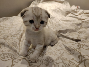Scottish fold, scottish straight (6 foto / 8)