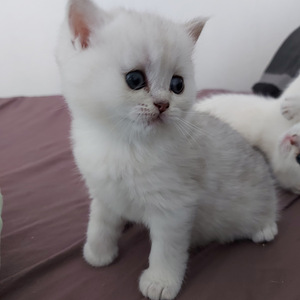 Шотландские котята (3 фото из 10)