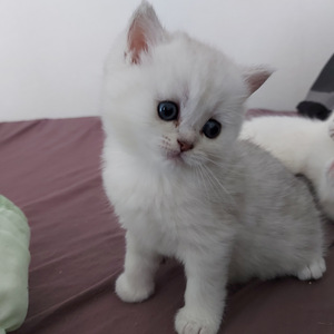 Шотландские котята (4 фото из 10)