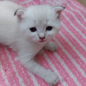 Шотландские котята (2 фото из 10)