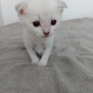 Шотландские котята (4 фото из 10)