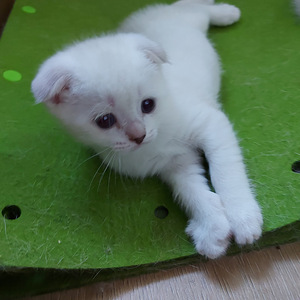 Шотландские котята (3 фото из 10)