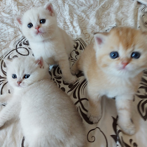 Шотландские котята (3 фото из 10)
