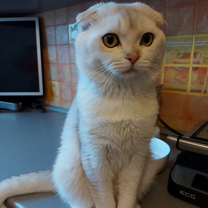 Шотландский котенок (7 фото из 8)