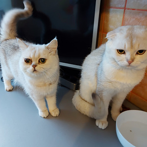 Шотландский котенок (8 фото из 8)