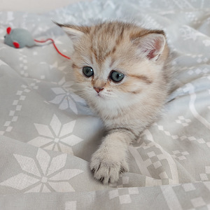 Шотландский котенок (3 фото из 10)