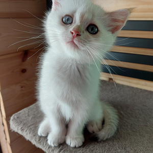 Шотландские котята (2 фото из 9)