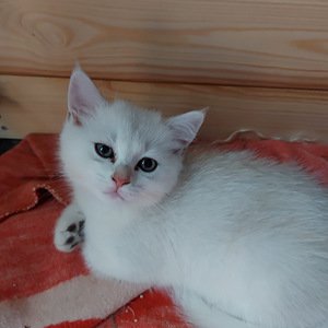 Шотландские котята (6 фото из 9)