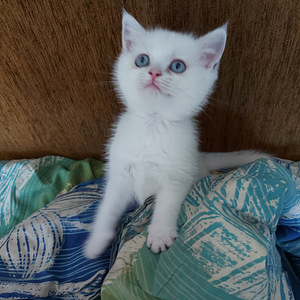 Шотландский котенок (5 фото из 10)