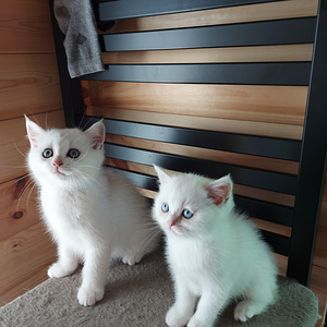 Шотландский котенок (7 фото из 10)