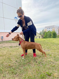 AMEERIKA STAFFORDSHIRE TERRIER (1 foto / 8)