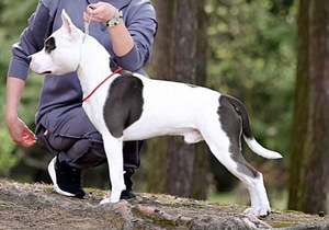 AMEERIKA STAFFORDSHIRE TERRIER (2 foto / 8)