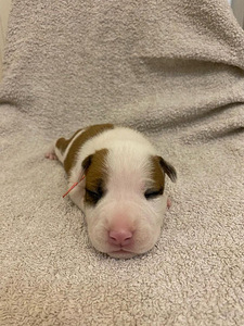 AMEERIKA STAFFORDSHIRE TERRIER (4 foto / 8)