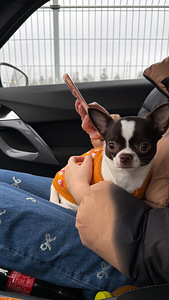 Chihuahua tyttö (3 valokuva sivusta 4)