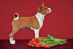 Basenji (4 foto no 4)