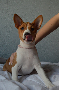 Basenji (5 foto no 5)