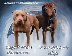 Американский питбультерьер/ ameerika pitbullterjer (10 фото из 10)