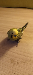 Mul on müüa paar lainelist papagoid. (2 foto / 10)