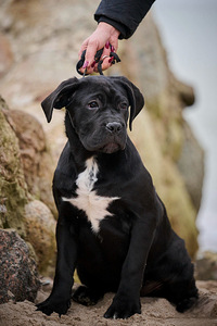 Кане Корсо / Cane Corso (1 фото из 3)