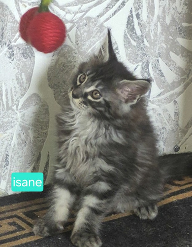 Maine Coon