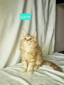 Maine Coon (7 foto / 10)