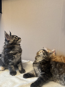 Maine Coon (10 foto / 10)
