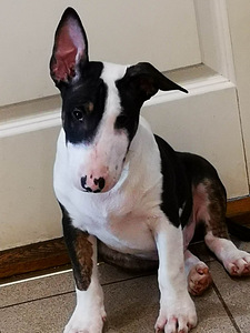 MINI BULLTERJERI KUTSIKAD (1 foto / 3)