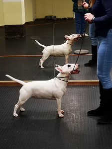 MINI BULLTERJERI KUTSIKAD (3 foto / 3)
