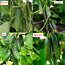 Новые гибридные семена огурцов - Алекс, Дириджент и др. (фото #1)