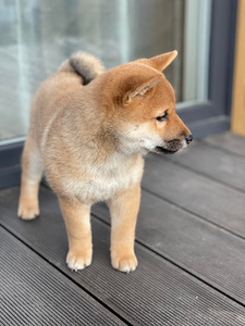 Shiba Inu kucēni puppies (3 foto no 8)