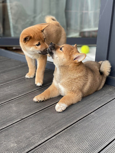 Shiba Inu kucēni puppies (7 foto no 8)